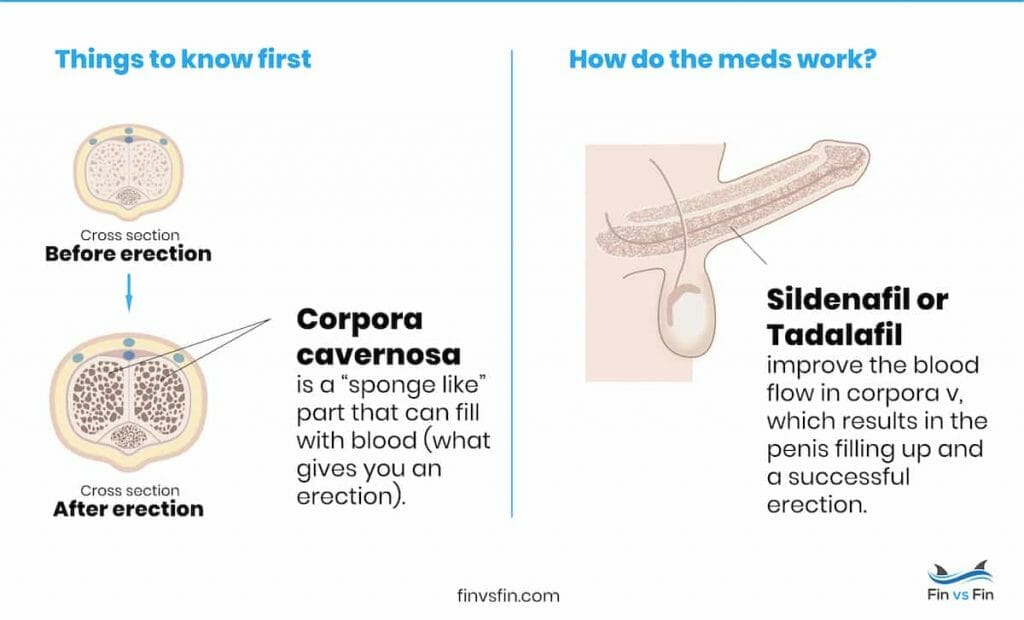 erection facts roman ed vs viagra