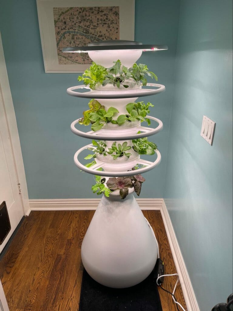 plant pot