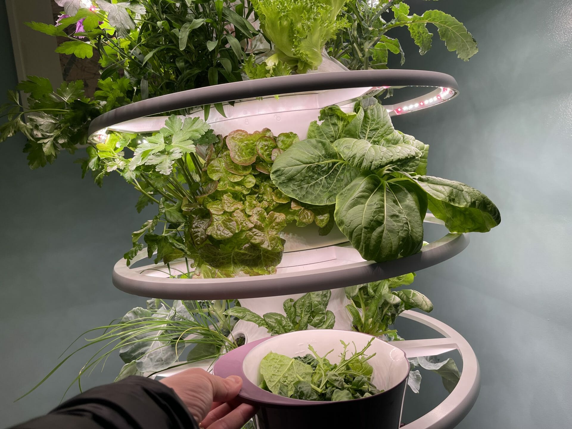 Lettuce Grow vs Tower Garden vs Gardyn: What's The Best System For Growing Produce At Home?