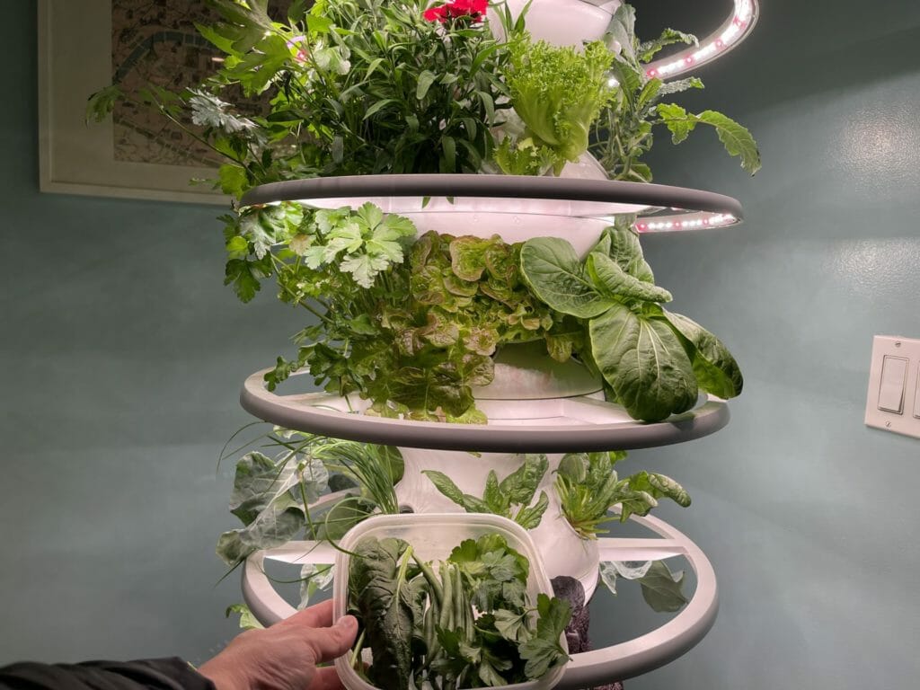 LettuceGrow plant
