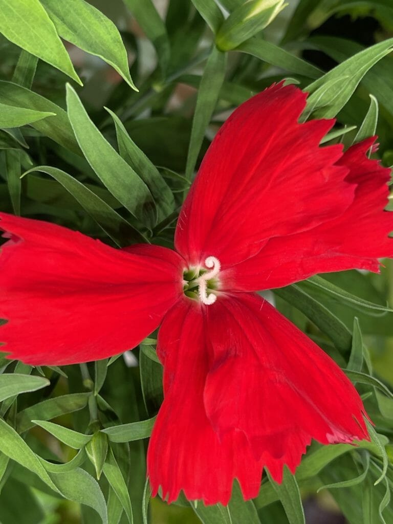 Lettuce Grow red flower