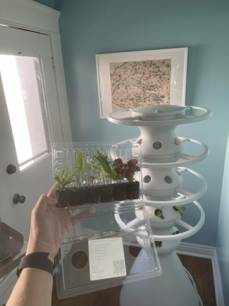 Lettuce grow plant pot with roots