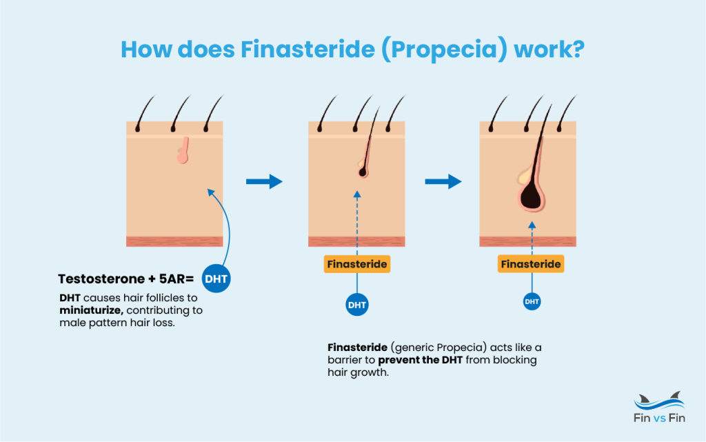 how does finasteride propecia work