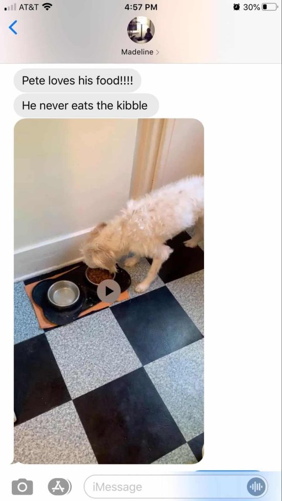 pets loving Jinx food